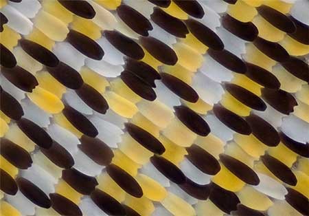 اخبار,اخبار گوناگون, بال پروانه‌ها