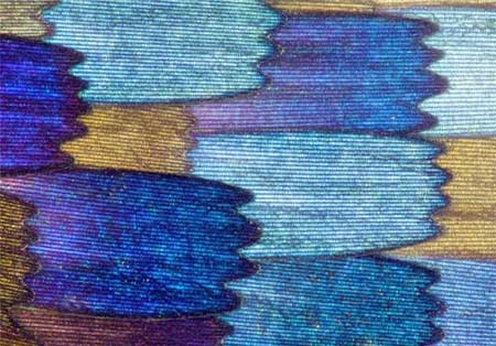 اخبار,اخبار گوناگون, بال پروانه‌ها