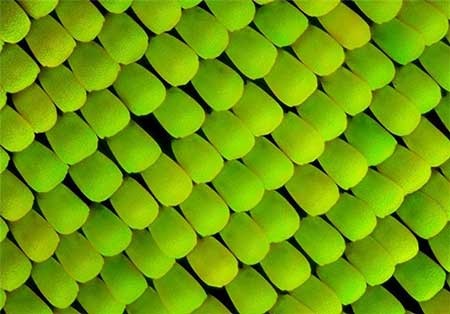 اخبار,اخبار گوناگون, بال پروانه‌ها