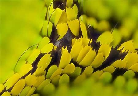 اخبار,اخبار گوناگون, بال پروانه‌ها