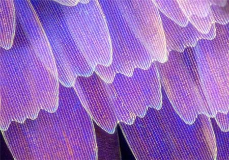 اخبار,اخبار گوناگون, بال پروانه‌ها