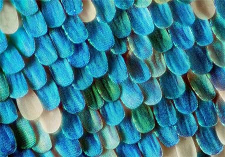 اخبار,اخبار گوناگون, بال پروانه‌ها