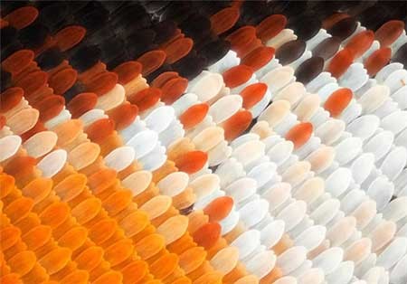 اخبار,اخبار گوناگون, بال پروانه‌ها