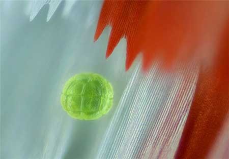 اخبار,اخبار گوناگون, بال پروانه‌ها