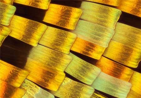 اخبار,اخبار گوناگون, بال پروانه‌ها