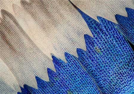 اخبار,اخبار گوناگون, بال پروانه‌ها