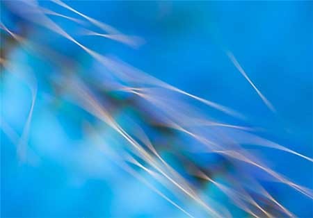 اخبار,اخبار گوناگون, بال پروانه‌ها