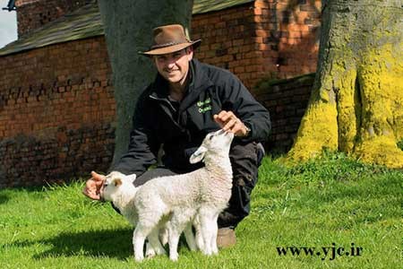 اخبار,اخبار گوناگون ,گوسفند شش پا اخبار,اخبار گوناگون ,گوسفند شش پا