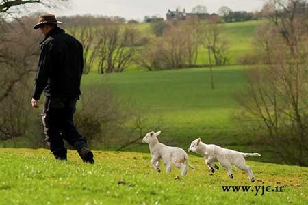 اخبار,اخبار گوناگون ,گوسفند شش پا اخبار,اخبار گوناگون ,گوسفند شش پا