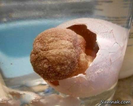اخبار ,اخبار گوناگون ,تخم مرغ اسرار آمیز