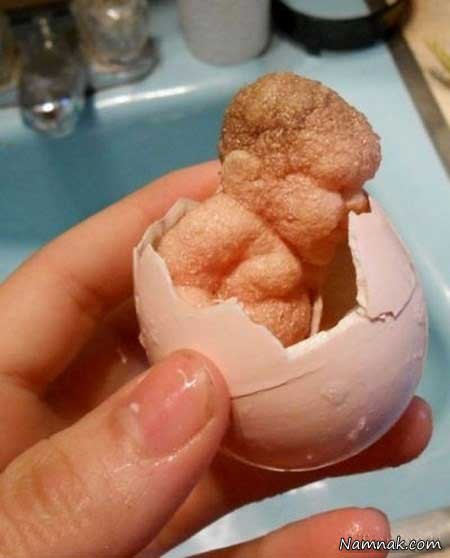 اخبار ,اخبار گوناگون ,تخم مرغ اسرار آمیز