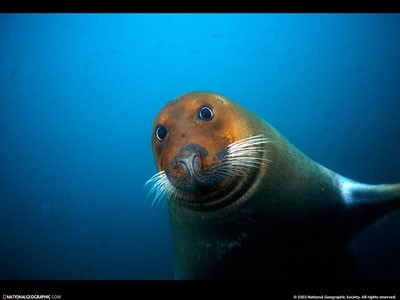 اخبار,اخبار گوناگون,نشنال جئوگرافیک