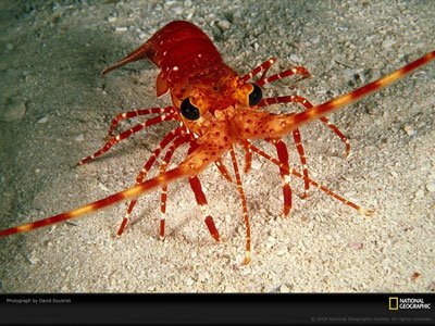 اخبار,اخبار گوناگون,نشنال جئوگرافیک