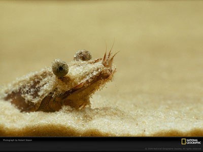 اخبار,اخبار گوناگون,نشنال جئوگرافیک