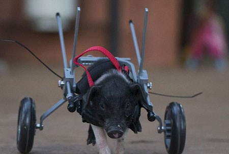 اخبار,اخبار گوناگون,بچه خوکی که با صندلی چرخدار