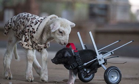 اخبار,اخبار گوناگون,بچه خوکی که با صندلی چرخدار