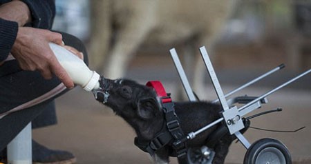 اخبار,اخبار گوناگون,بچه خوکی که با صندلی چرخدار