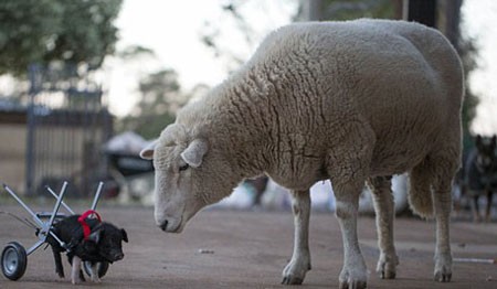 اخبار,اخبار گوناگون,بچه خوکی که با صندلی چرخدار