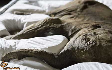 اخبار,اخبار گوناگون ,کشف موجود شگفت‌انگیز