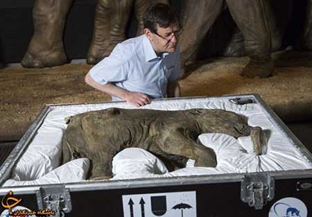 اخبار,اخبار گوناگون ,کشف موجود شگفت‌انگیز