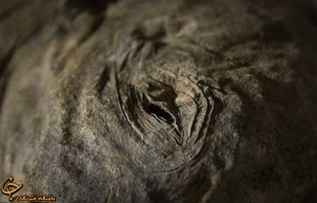 اخبار,اخبار گوناگون ,کشف موجود شگفت‌انگیز