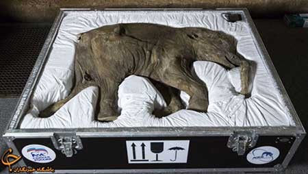 اخبار,اخبار گوناگون ,کشف موجود شگفت‌انگیز