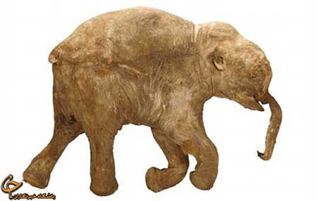 اخبار,اخبار گوناگون ,کشف موجود شگفت‌انگیز