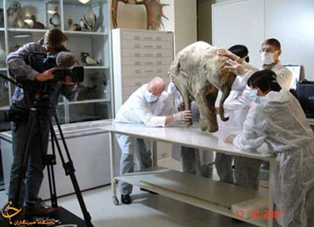 اخبار,اخبار گوناگون ,کشف موجود شگفت‌انگیز