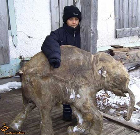 اخبار,اخبار گوناگون ,کشف موجود شگفت‌انگیز