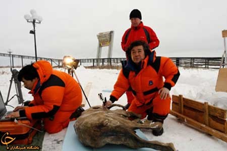 اخبار,اخبار گوناگون ,کشف موجود شگفت‌انگیز
