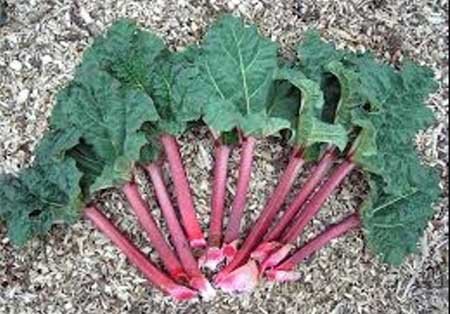 اخبار,اخبار گوناگون,آشنایی با مواد غذایی کشنده,مواد غذایی بی ضرر و کشنده اخبار,اخبار گوناگون,آشنایی با مواد غذایی کشنده,مواد غذایی بی ضرر و کشنده