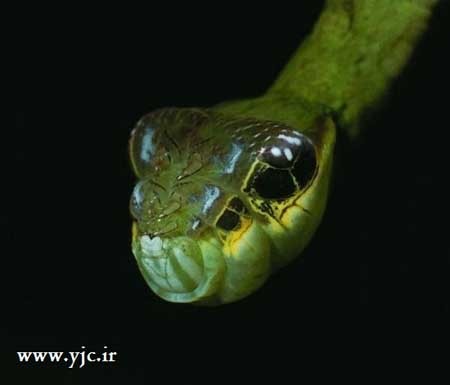 اخبار , اخبار گوناگون , ترسناک ترین کرم