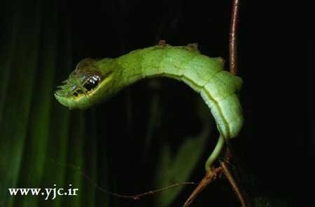 اخبار , اخبار گوناگون , ترسناک ترین کرم