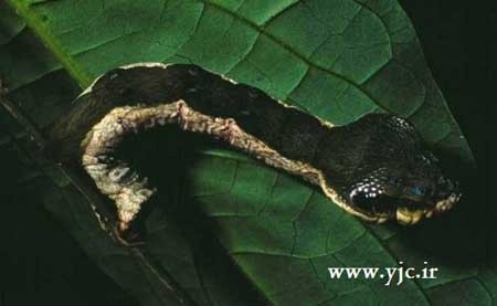 اخبار , اخبار گوناگون , ترسناک ترین کرم