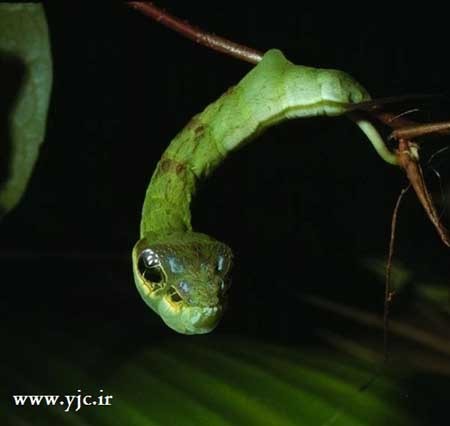 اخبار , اخبار گوناگون , ترسناک ترین کرم