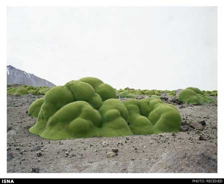 اخبار , اخبار علمی , قدیمی‌ترین موجودات زنده