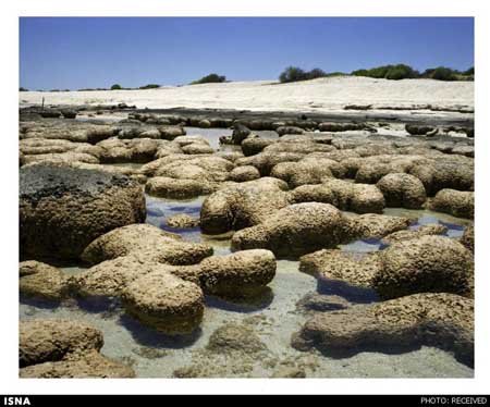 اخبار , اخبار علمی , قدیمی‌ترین موجودات زنده