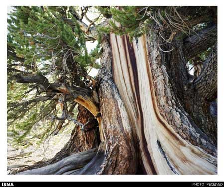 اخبار , اخبار علمی , قدیمی‌ترین موجودات زنده