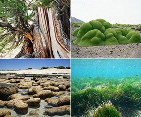 اخبار , اخبار علمی , قدیمی‌ترین موجودات زنده