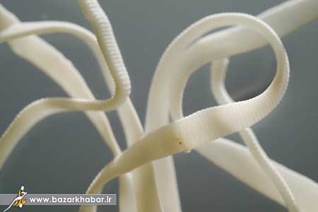 اخبار , اخبار گوناگون, عجیب ترین موزه های دنیا