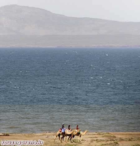 اخبار,اخبار گوناگون,قبیله رشایده