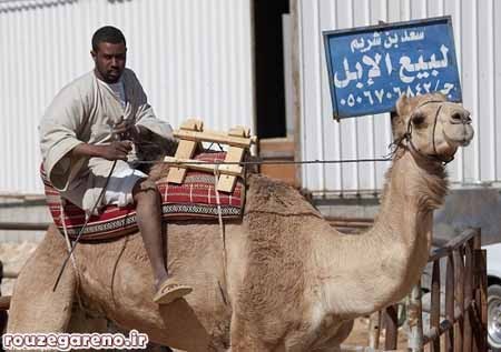 اخبار,اخبار گوناگون,قبیله رشایده