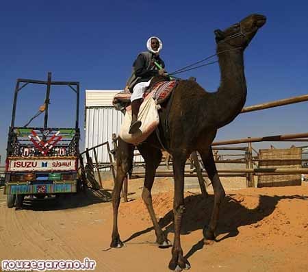 اخبار,اخبار گوناگون,قبیله رشایده