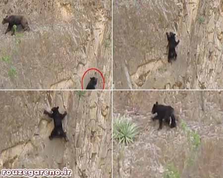 خرس,اخبار,اخبار گوناگون