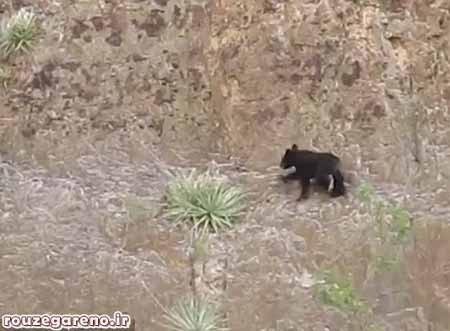 خرس,اخبار,اخبار گوناگون