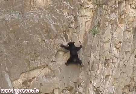 خرس,اخبار,اخبار گوناگون