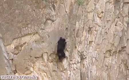 خرس,اخبار,اخبار گوناگون