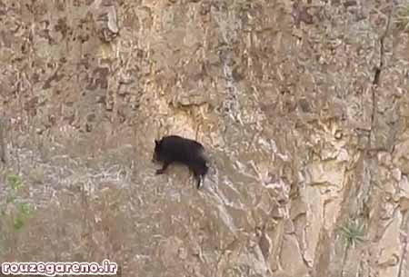 خرس,اخبار,اخبار گوناگون