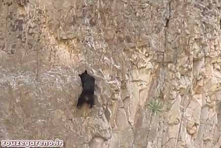 خرس,اخبار,اخبار گوناگون