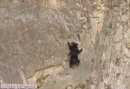 خرس,اخبار,اخبار گوناگون